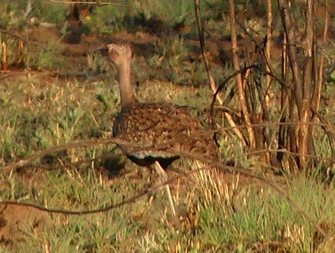 Red-crested Bustard - ML623992462