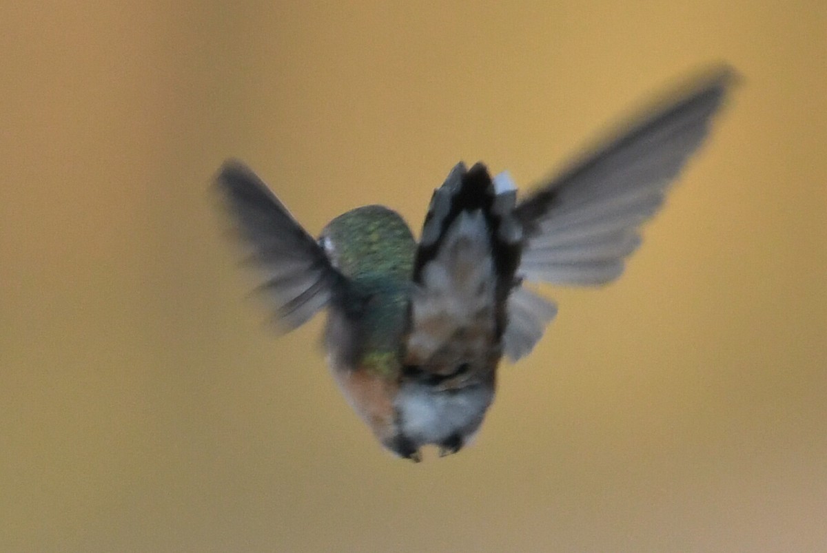 Rufous Hummingbird - Matthew York