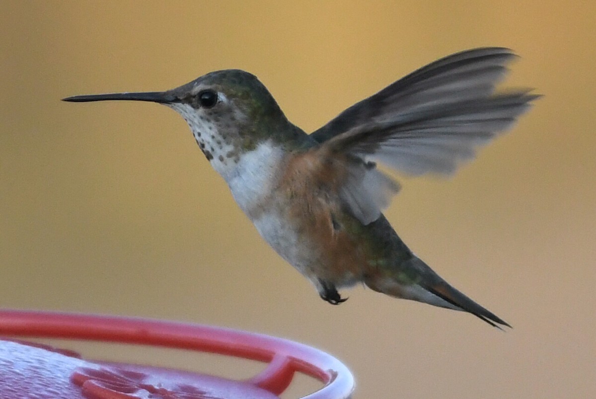 Rufous Hummingbird - ML623992483