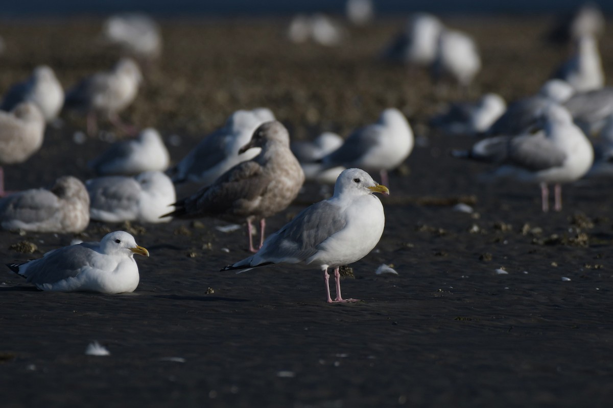 Iceland Gull (Thayer's) - ML623992484