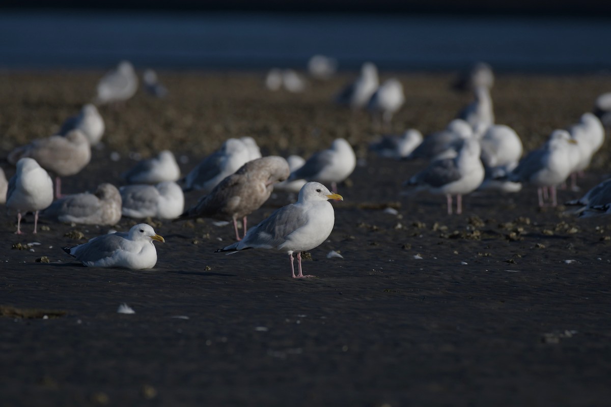 Iceland Gull (Thayer's) - ML623992485