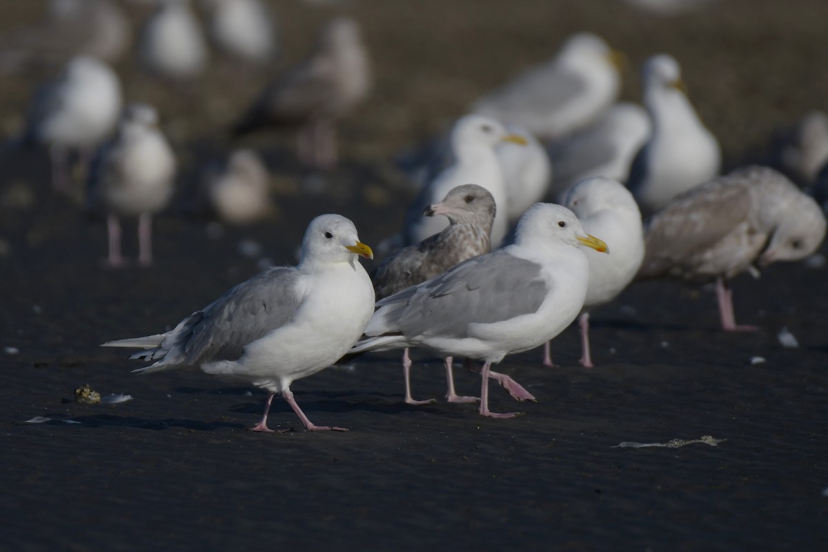 Iceland Gull (Thayer's) - ML623992486