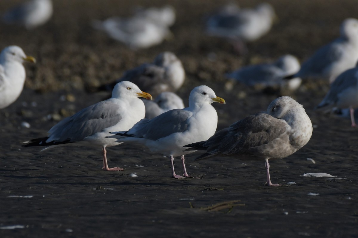 Iceland Gull (Thayer's) - ML623992488