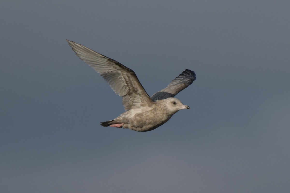 Iceland Gull (Thayer's) - ML623992490