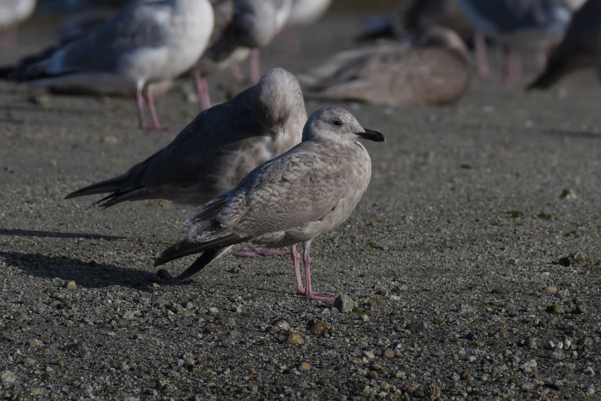 Iceland Gull (Thayer's) - ML623992491