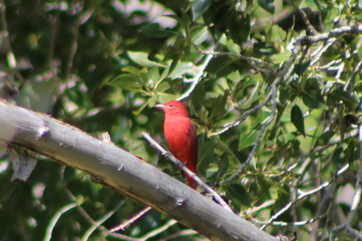 Summer Tanager - ML623992493