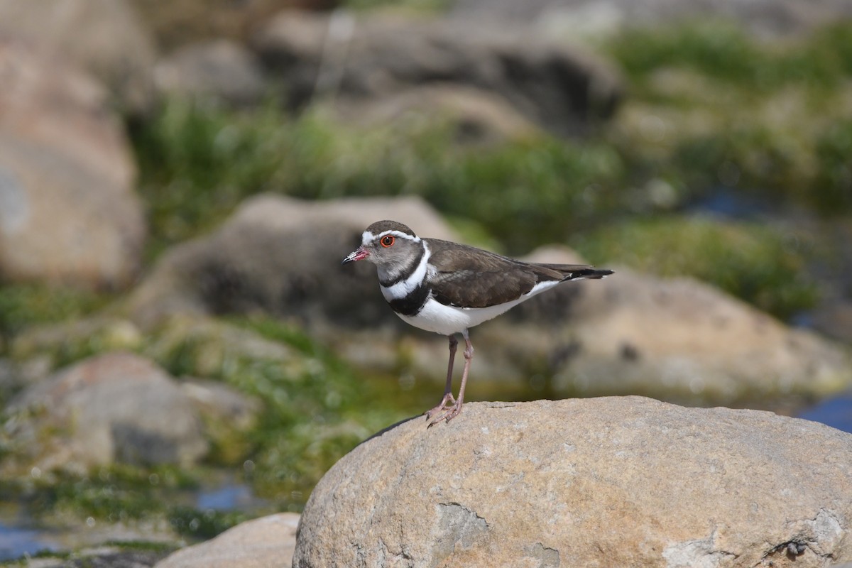 Three-banded Plover - Gabriel Jamie