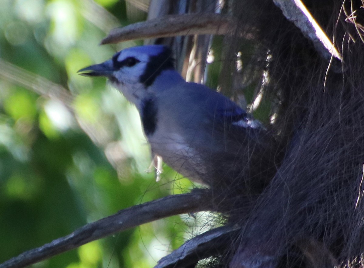 Blue Jay - ML623992497