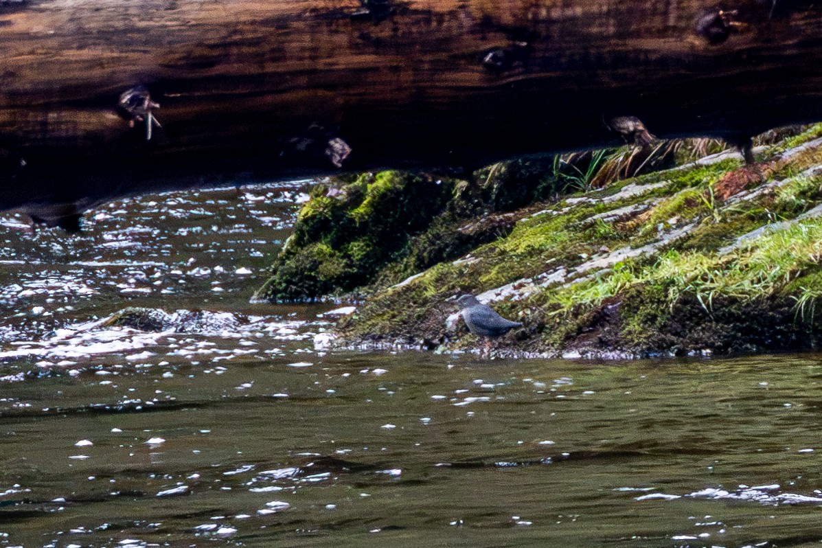 American Dipper - ML623992504