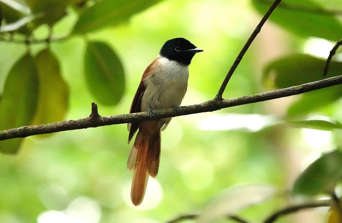 Seychelles Paradise-Flycatcher - ML623992505