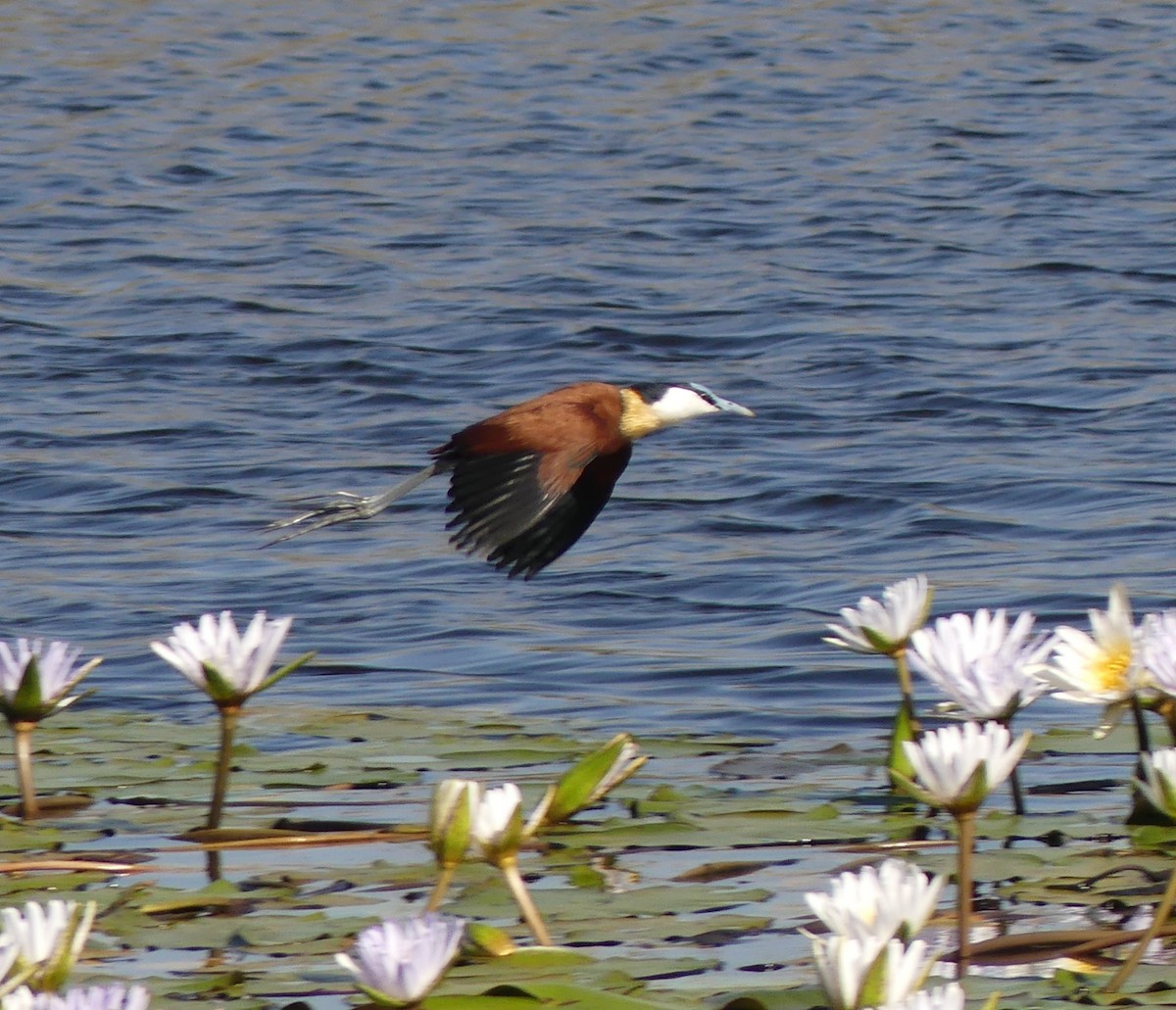 African Jacana - ML623992507