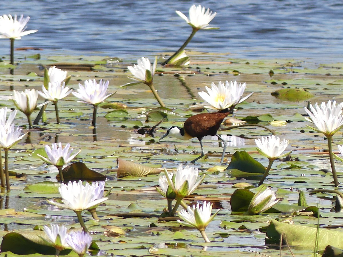 African Jacana - ML623992508