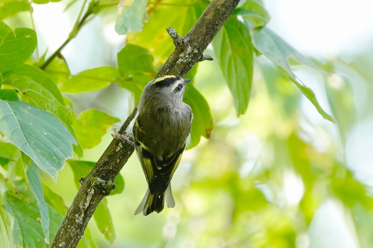 Golden-crowned Kinglet - ML623992523