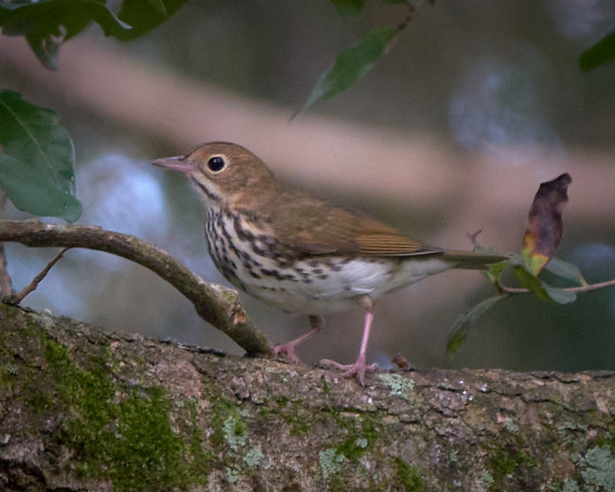 Ovenbird - ML623992565