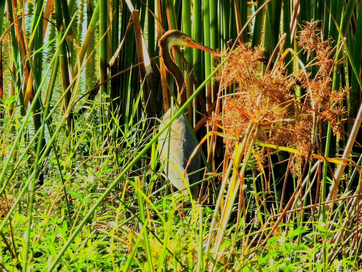 Tricolored Heron - ML623992569