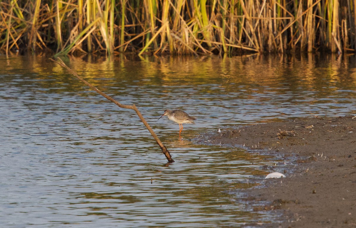 Spotted Redshank - ML623992571