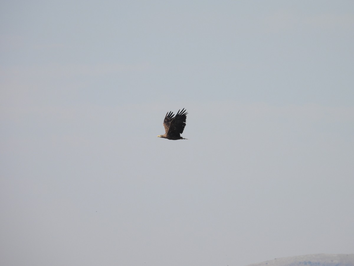 White-tailed Eagle - ML623992583