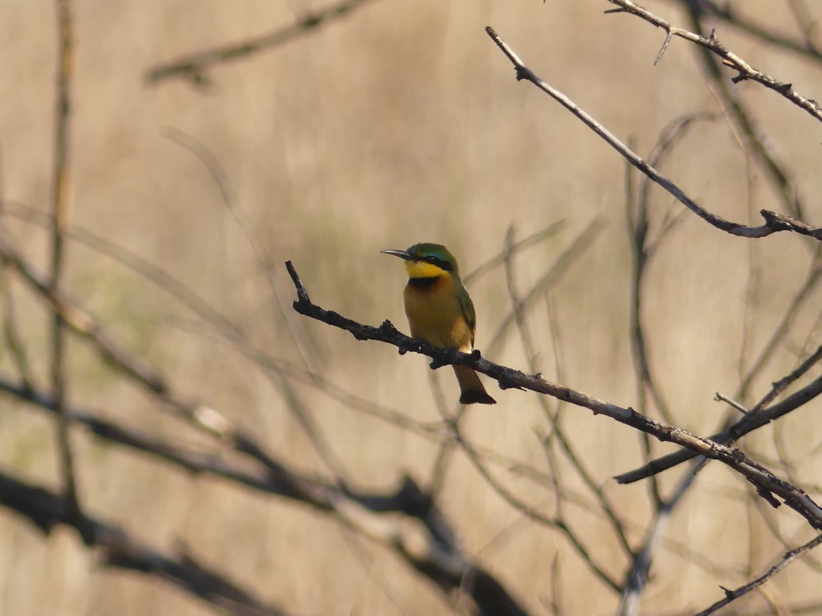 Little Bee-eater - ML623992592