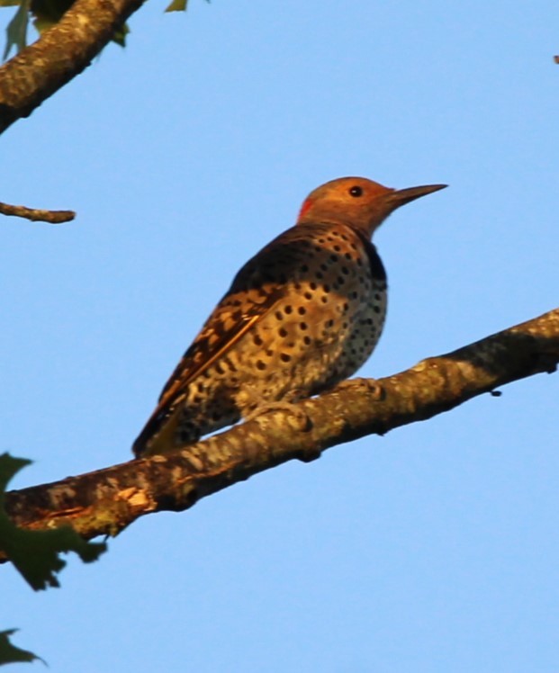 Northern Flicker - ML623992593