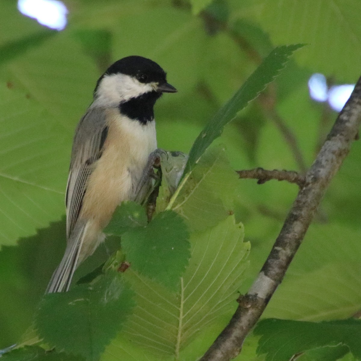 Carolina Chickadee - ML623992604