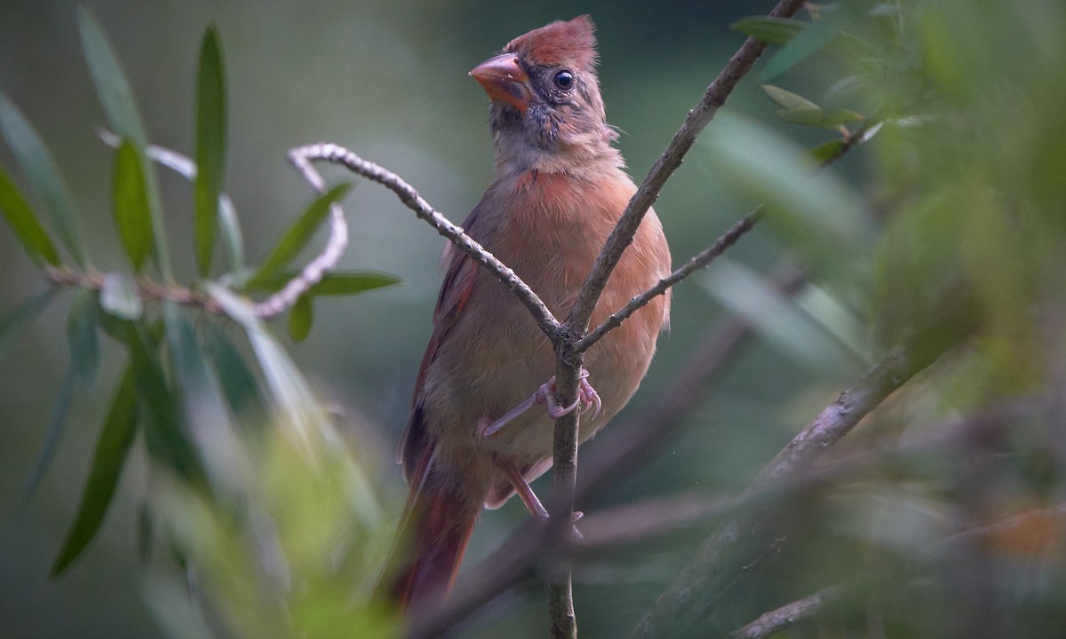 Northern Cardinal - ML623992605