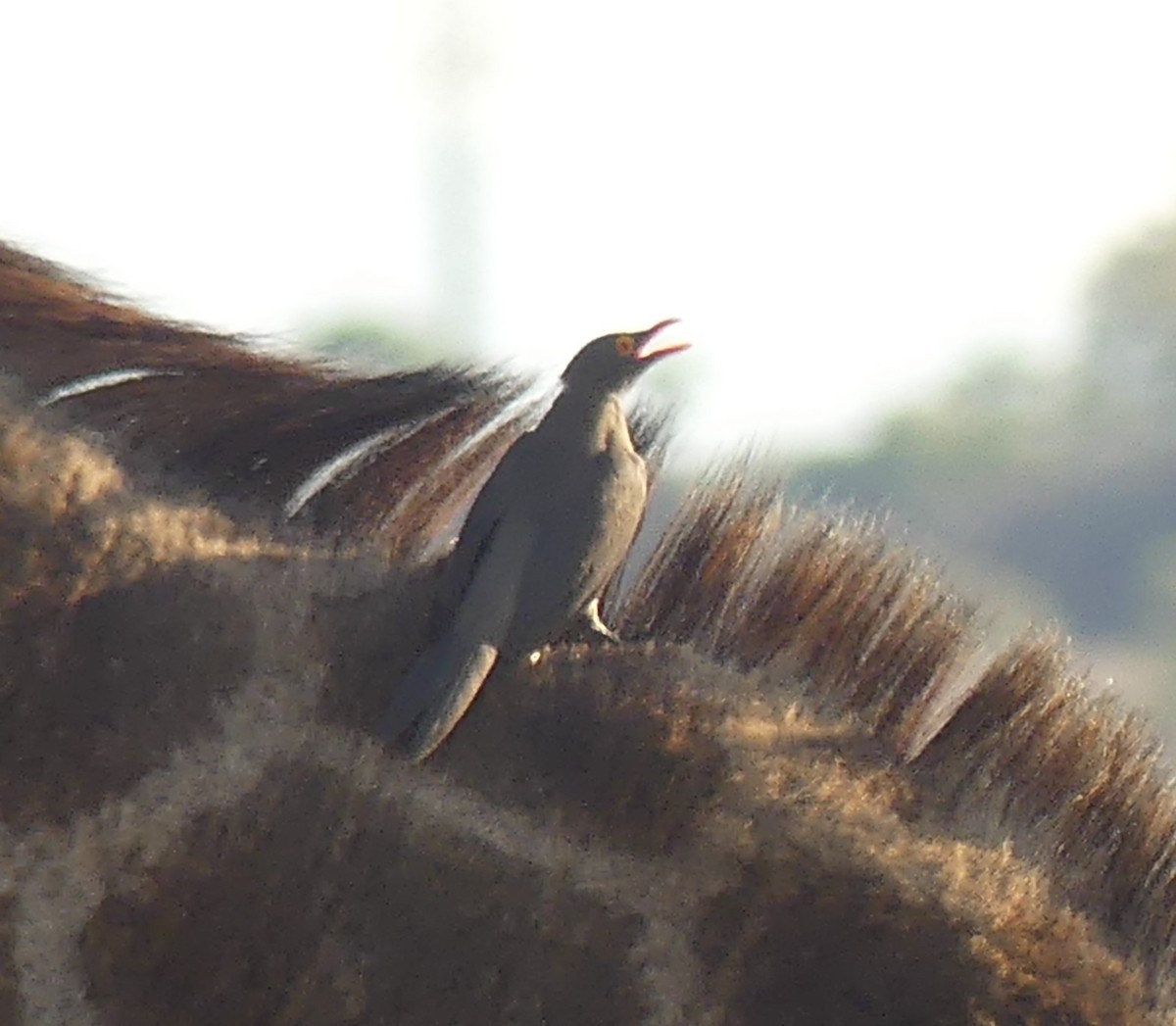 Red-billed Oxpecker - ML623992619