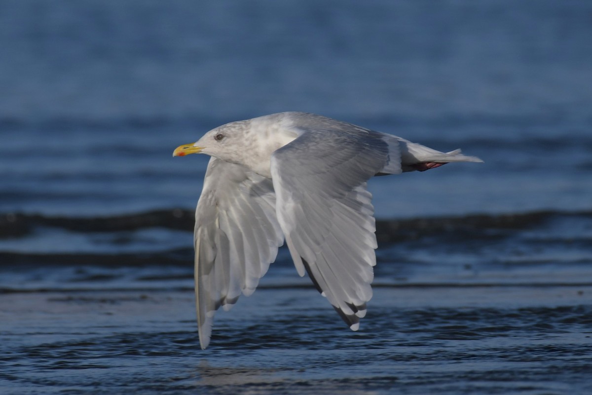 Iceland Gull (Thayer's) - ML623992622