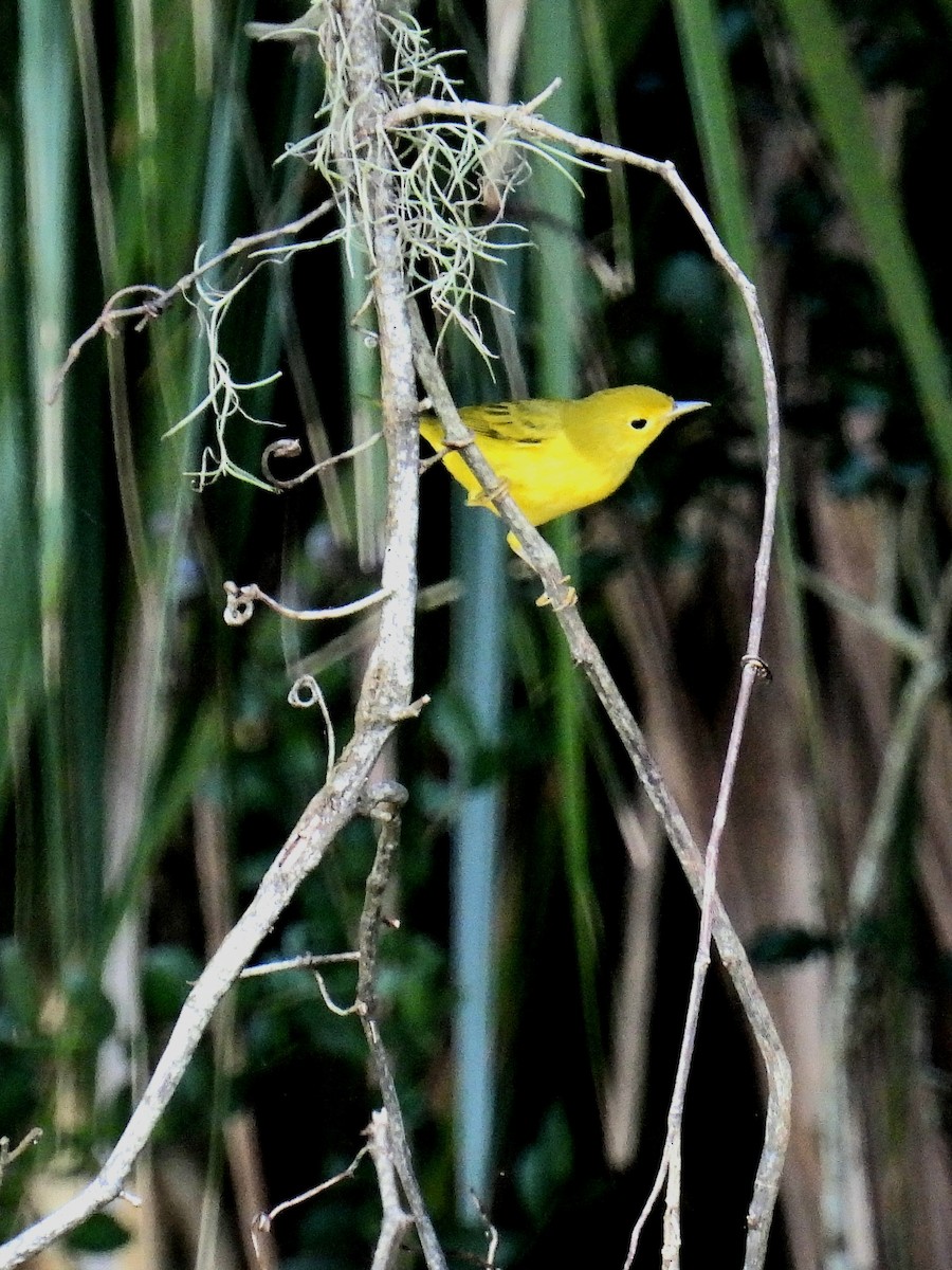 Yellow Warbler - ML623992643