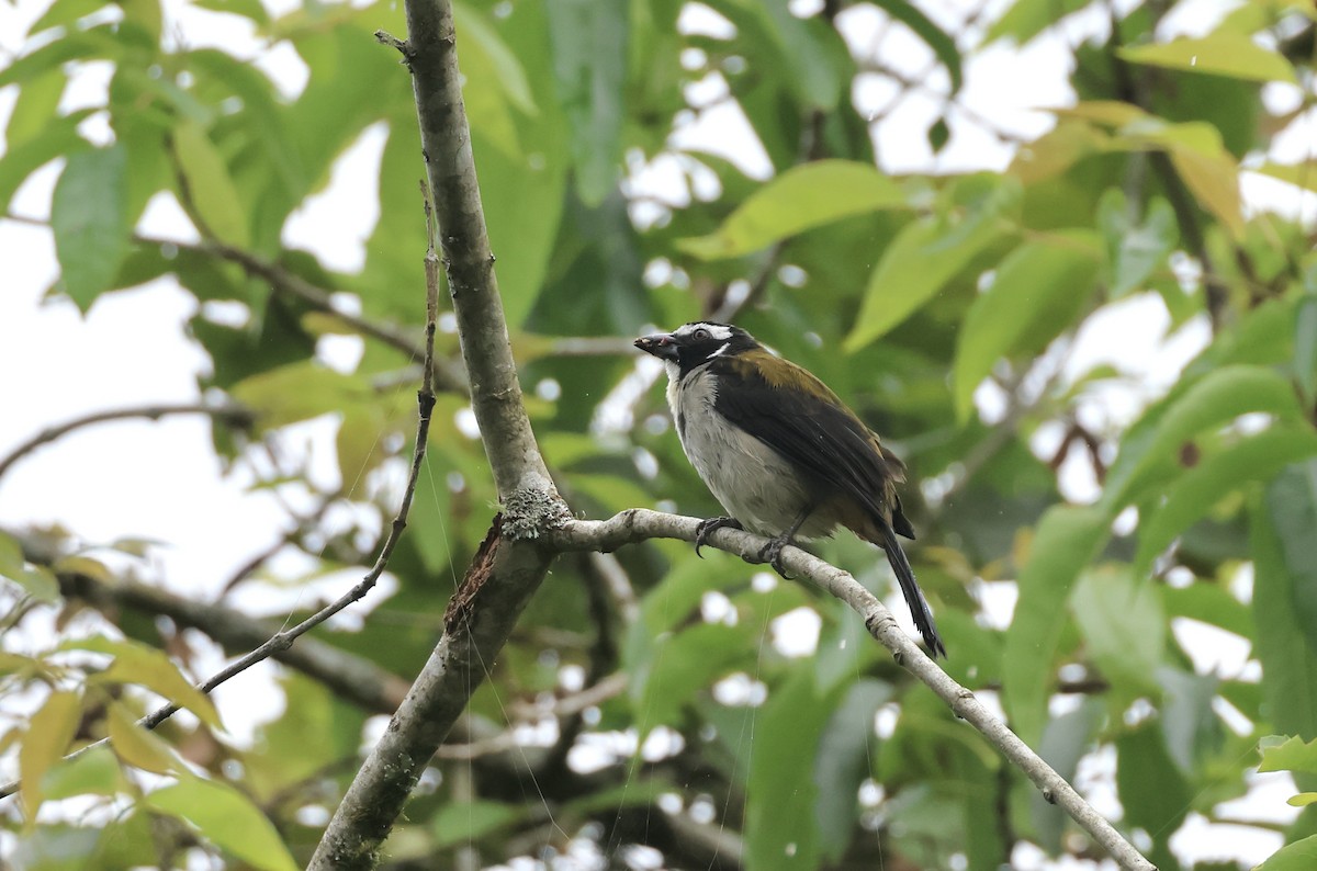 Black-winged Saltator - ML623992648