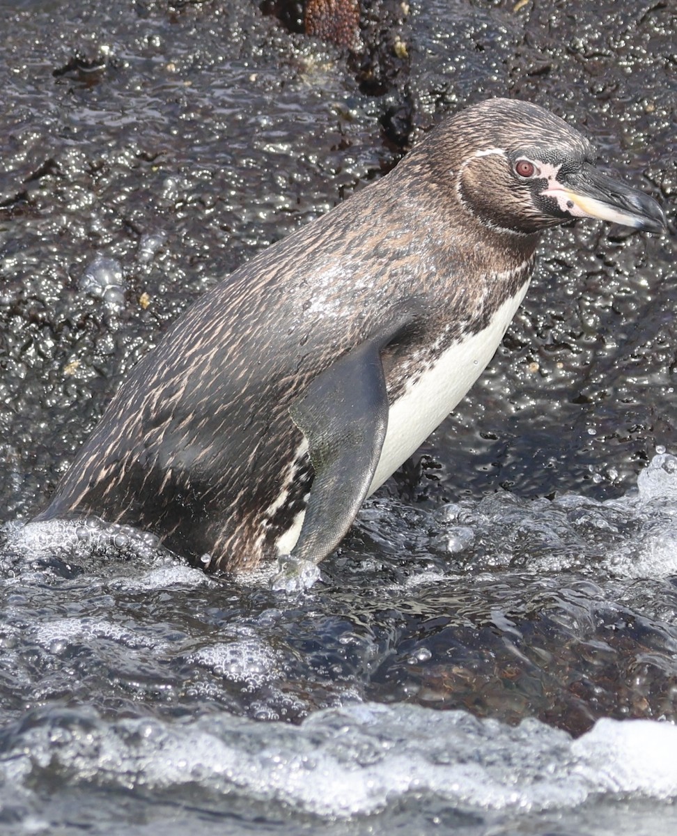 Galapagos Penguin - Debbie Crowley