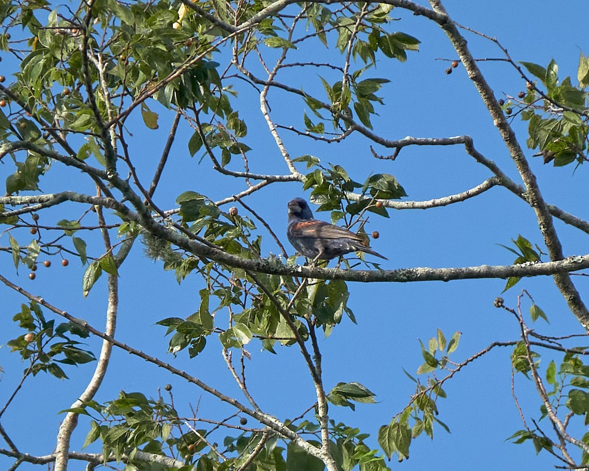 Blue Grosbeak - ML623992660