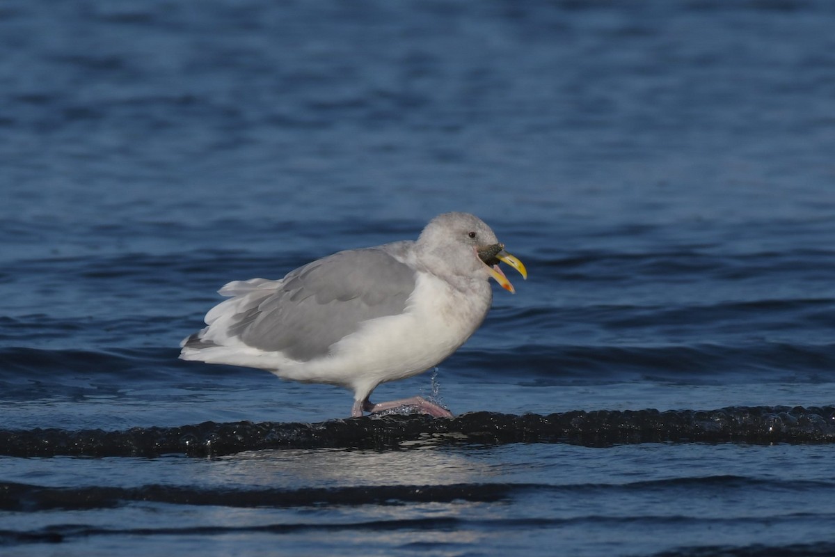 Glaucous-winged Gull - ML623992668