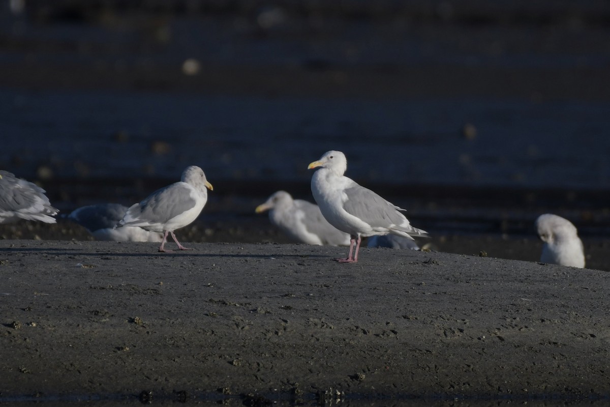 Glaucous-winged Gull - ML623992669