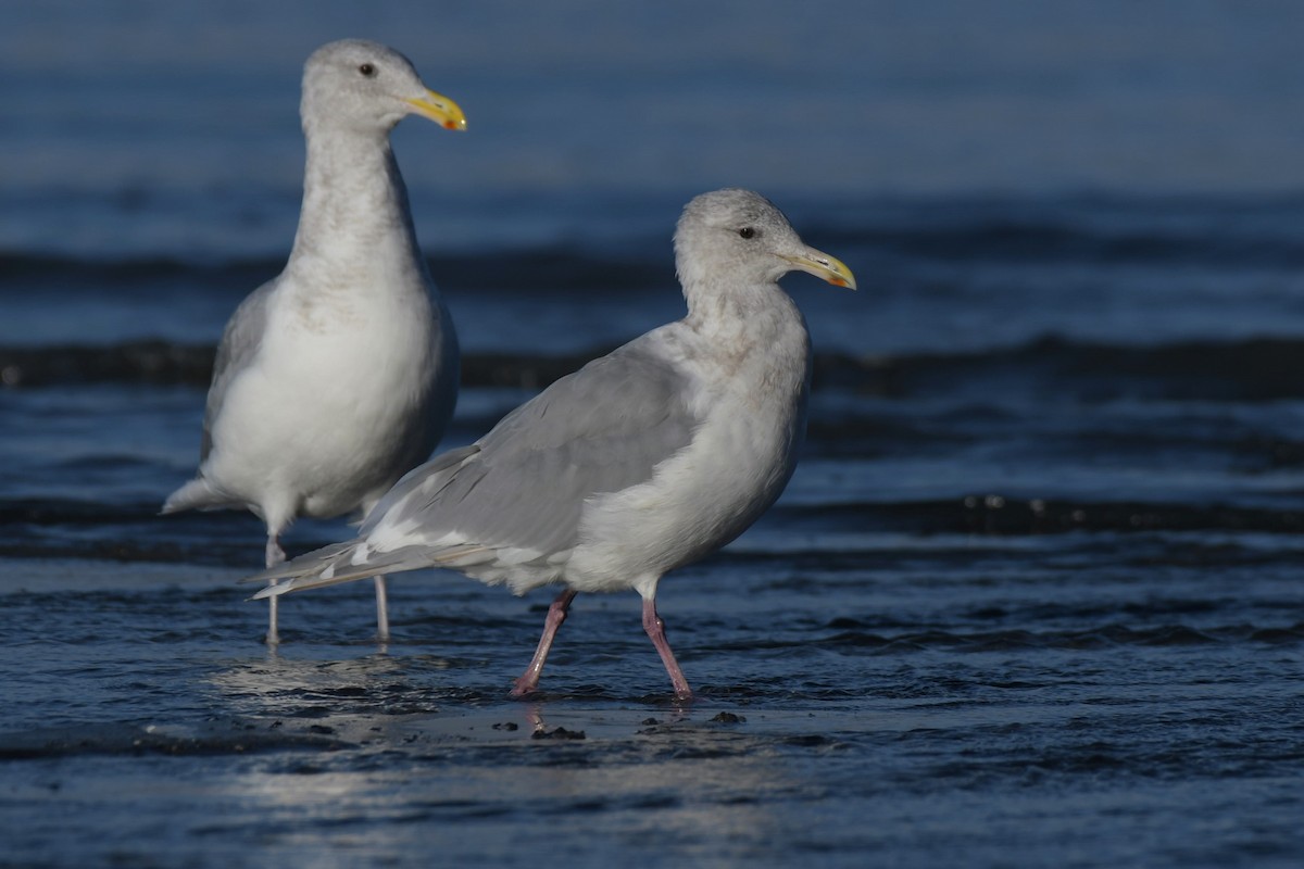 Glaucous-winged Gull - ML623992670