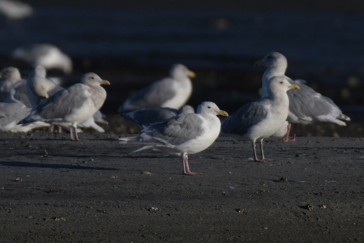 Glaucous-winged Gull - ML623992671