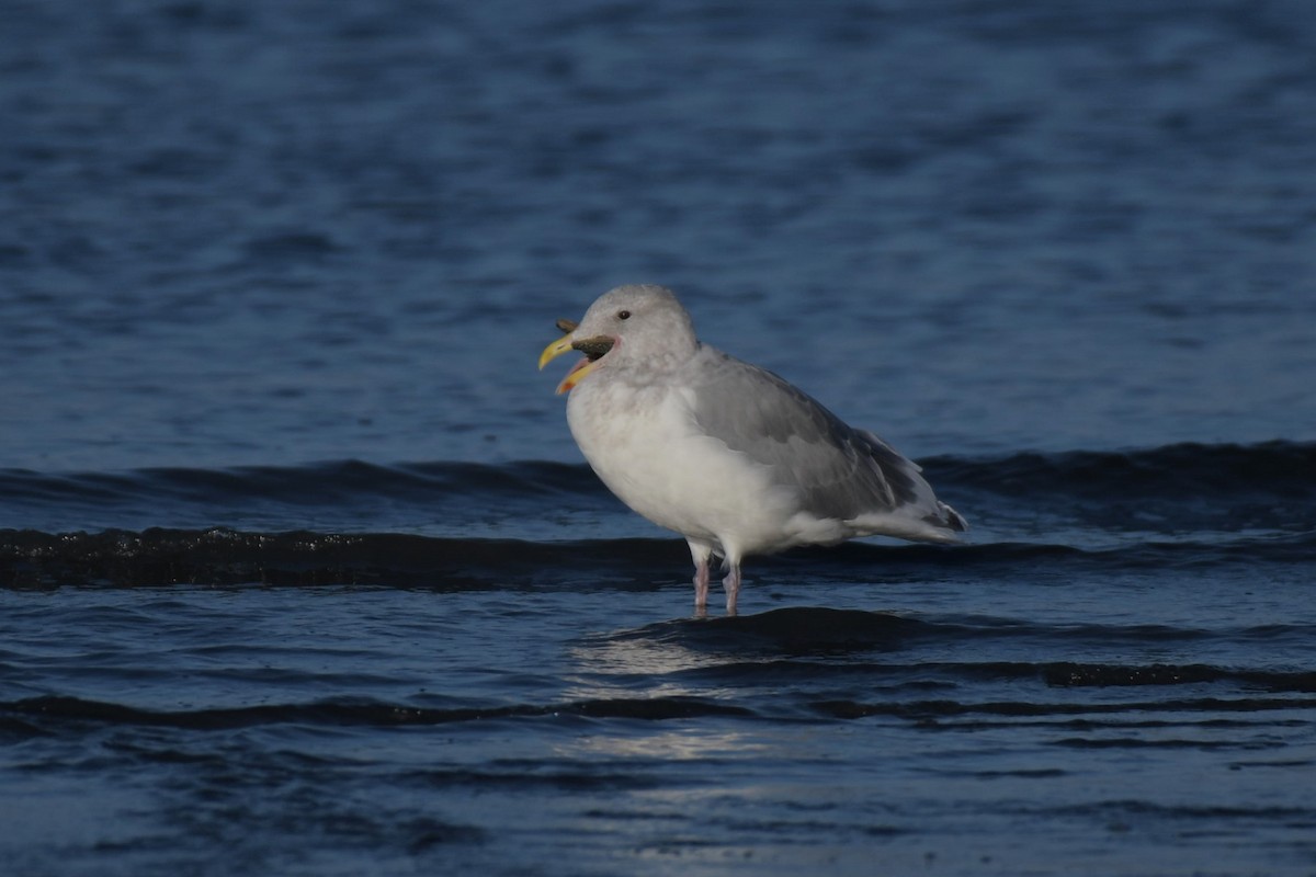 Glaucous-winged Gull - Kelly Kirkpatrick