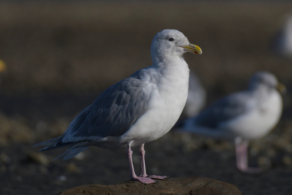 Glaucous-winged Gull - ML623992673