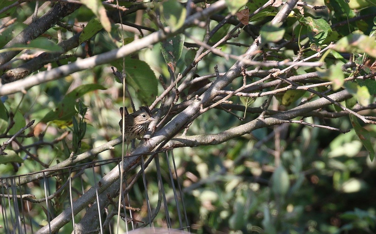 Lincoln's Sparrow - ML623992681