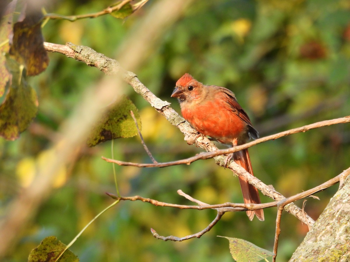 Northern Cardinal - ML623992688