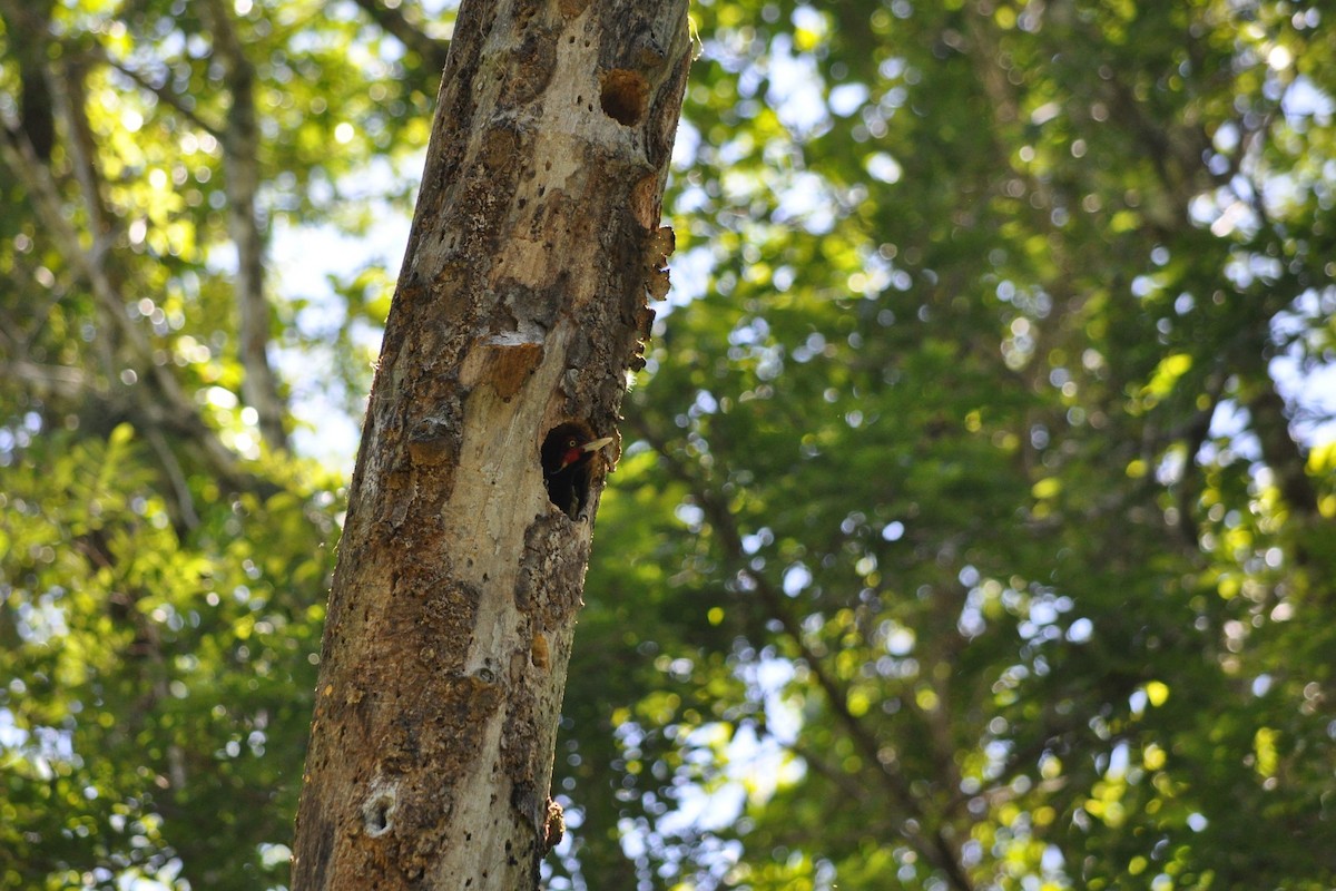 Pale-billed Woodpecker - ML623992694