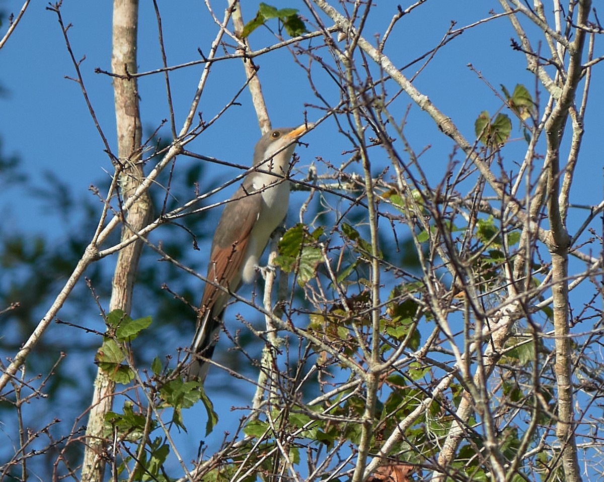 Yellow-billed Cuckoo - ML623992702