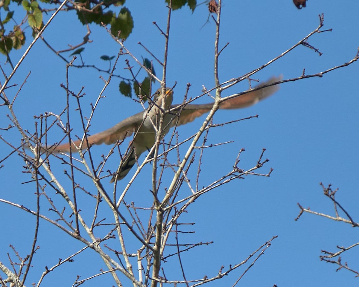 Yellow-billed Cuckoo - Stephen Mann