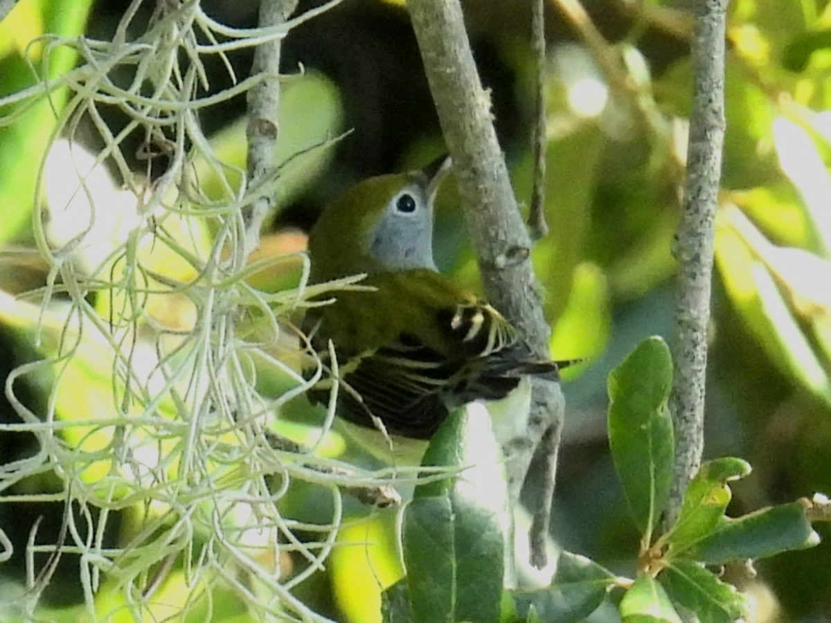 Chestnut-sided Warbler - ML623992706