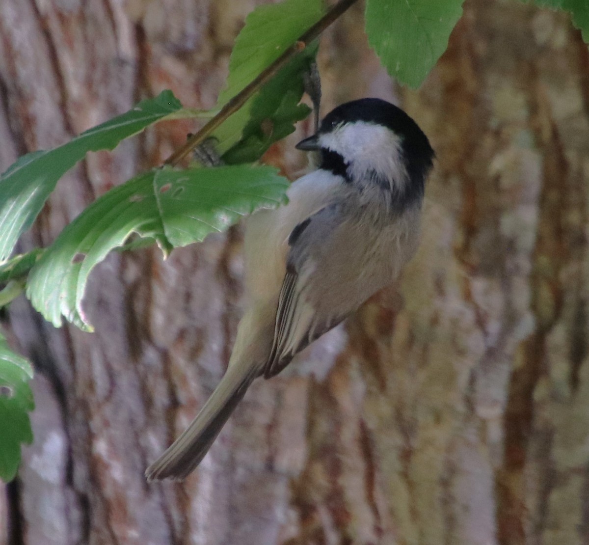 Carolina Chickadee - ML623992719