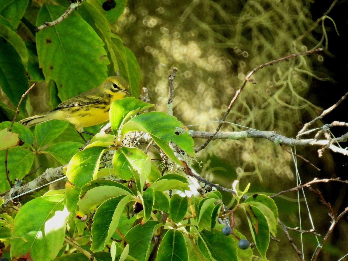 Paruline des prés - ML623992738