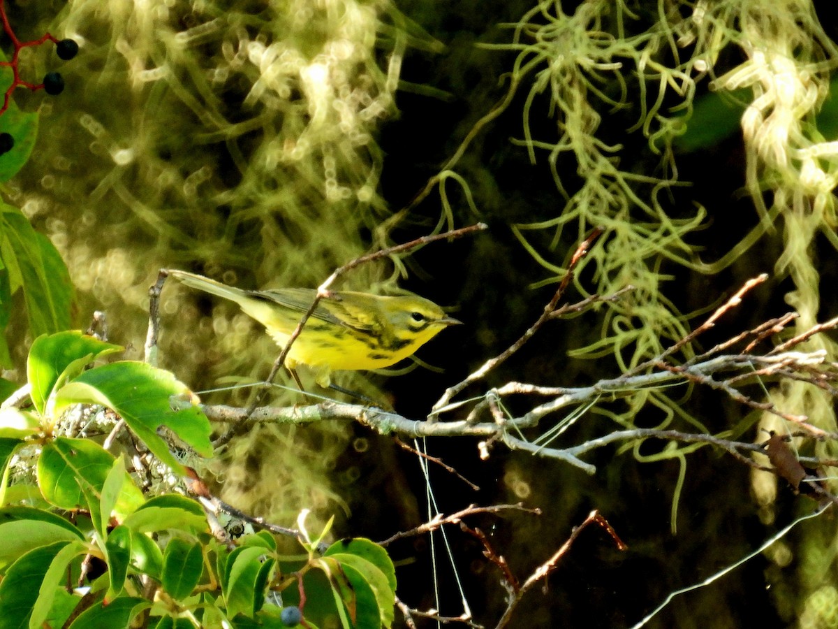 Prairie Warbler - ML623992739