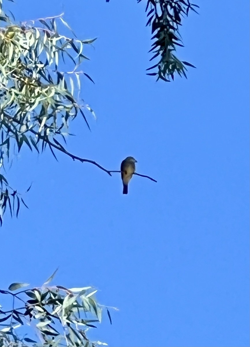 yellow-bellied kingbird sp. - ML623992745