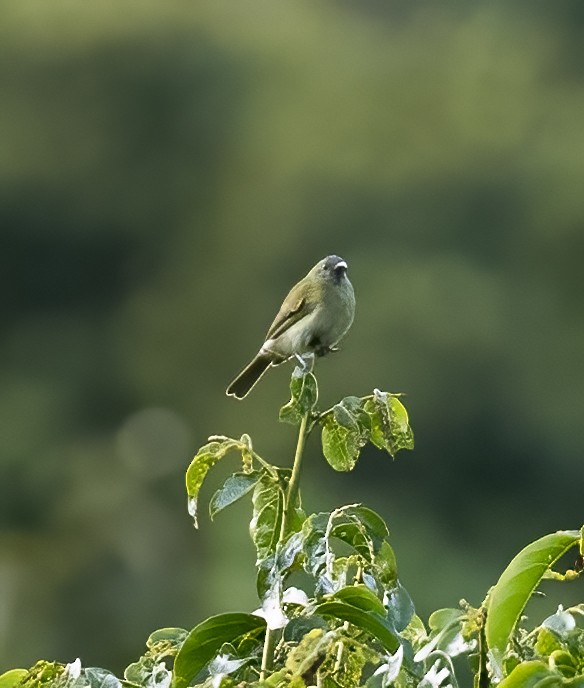 Sunda Honeyeater - ML623992746