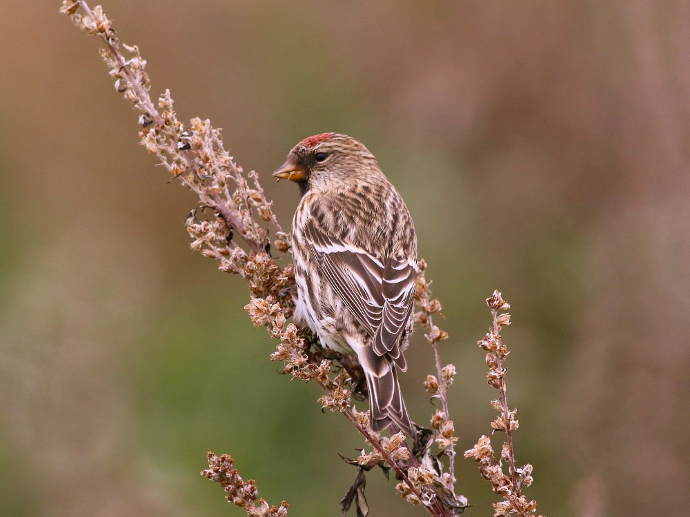 Common Redpoll (rostrata/islandica) - ML623992762