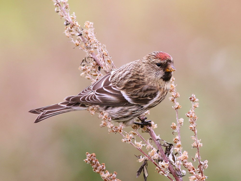 Common Redpoll (rostrata/islandica) - ML623992763